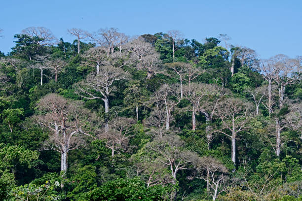 Inversionista Forestal – Residente Permanente – Politicas Especiales